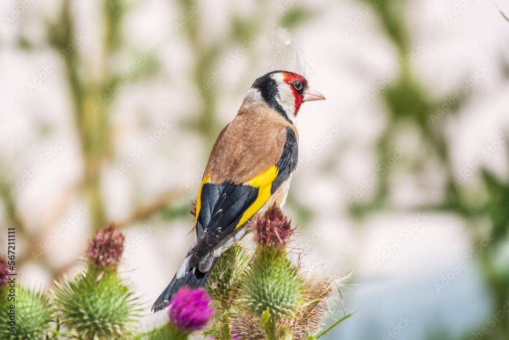 Fototapeta premium European goldfinch, feeding on the seeds of thistles. Carduelis carduelis.