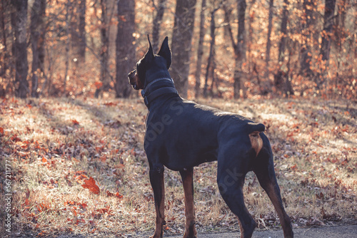 portrait of doberman