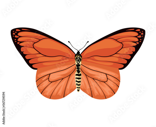 orange beauty butterfly insect