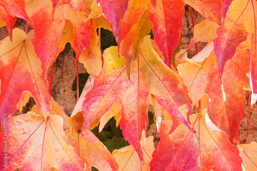 Obraz premium Beautiful autumn leaves as background, closeup