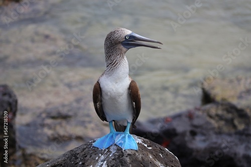 Blue footed boobie on the rocks