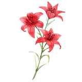 Beautiful floral stock illustration with hand drawn watercolor red lily flower. Clip art.