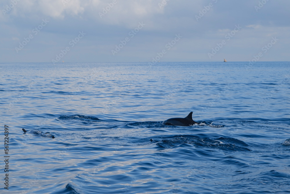 Fototapeta premium a group of dolphins appear in the sea. Dolphins attraction in Lovina Beach, Bali, Indonesia.