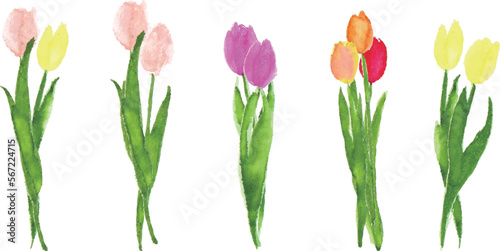                                                                                                                                     Watercolor painting. Tulip vector illustration with watercolor touch. Colorful tulip illustration set.