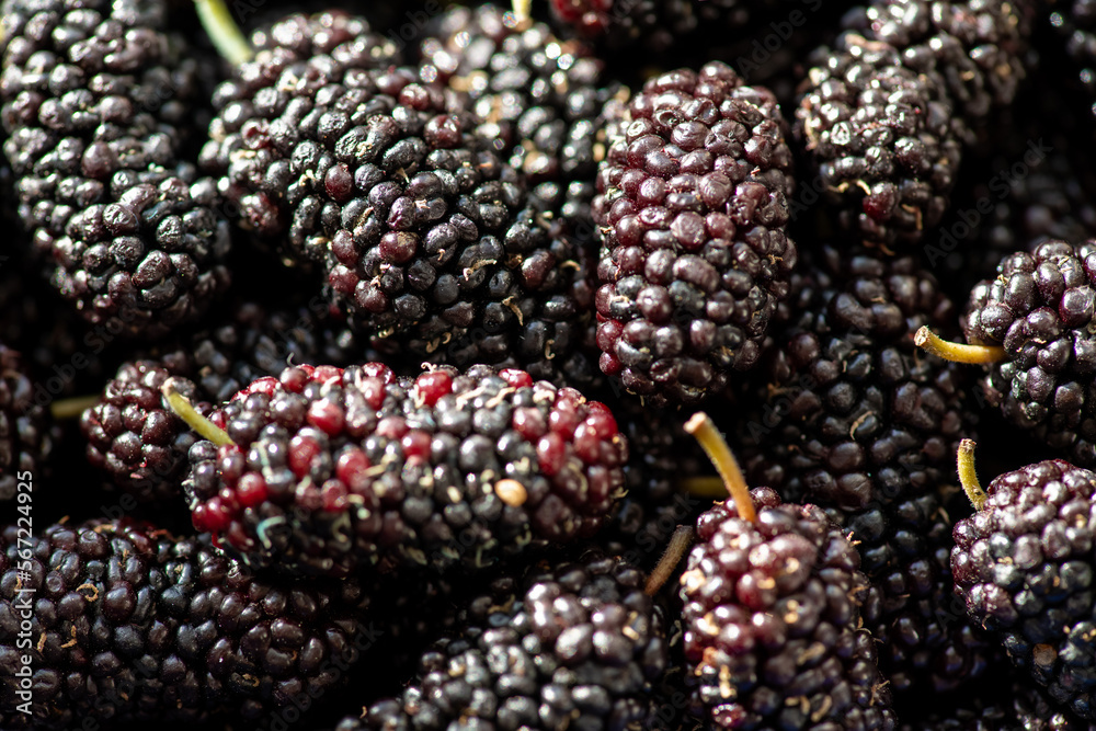 Mulberry background. Fresh Mulberrys top view. Black Berries wide Backdrop