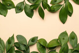 Composition with fresh green plant branches on color background, closeup. Hello spring