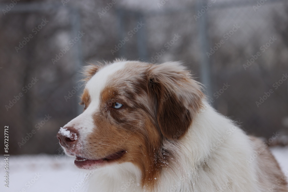 Portrait of an Australian Shepard with snow on their nose 