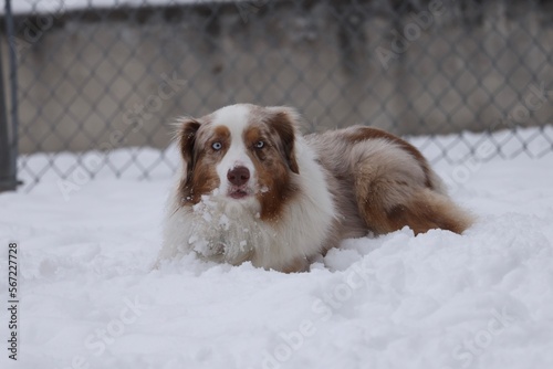 Fototapeta Naklejka Na Ścianę i Meble -  Australian Shepard dog in the snow