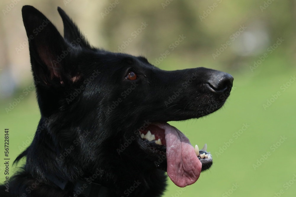 Black german shepherd dog
