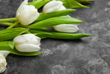 Beautiful white tulip flowers on dark background, closeup