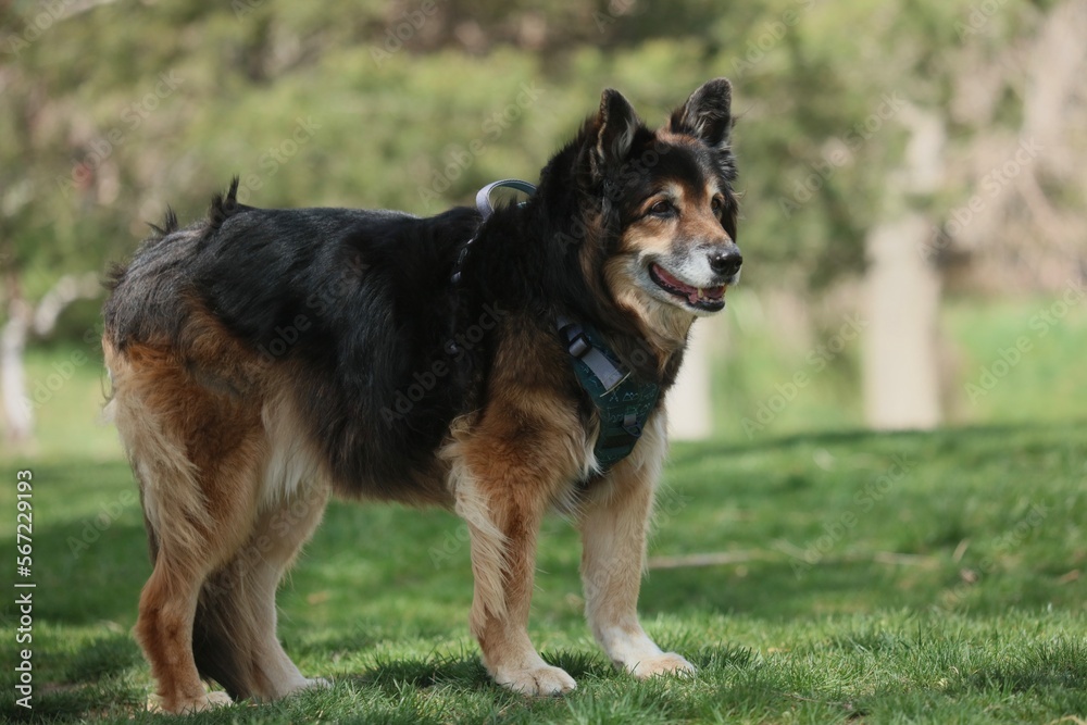 german shepherd dog