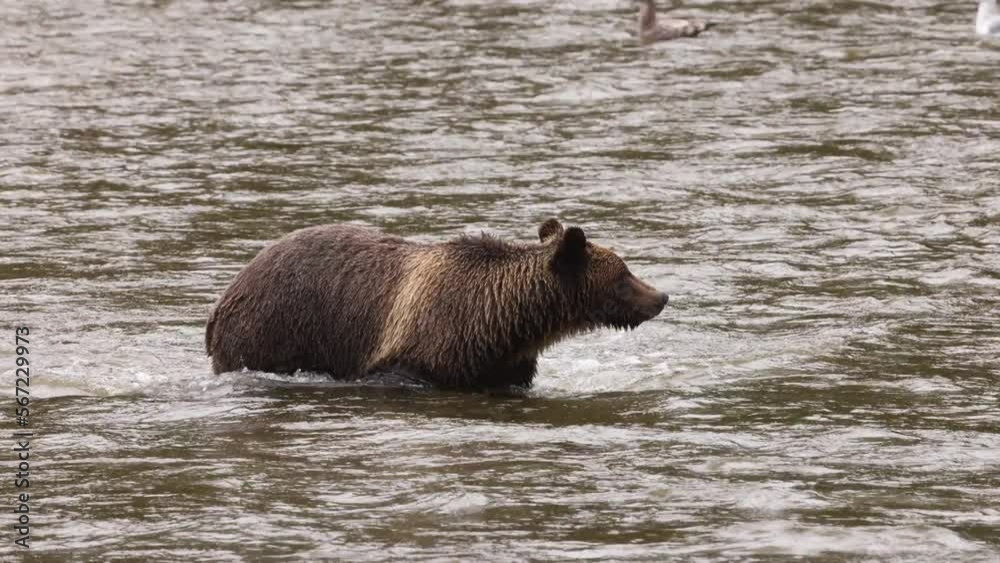 Grizzly Bear walking in river looking for catching salmon. Brown bear foraging in fall fishing for salmon. Brown bear in coastal British Columbia near Bute inlet and Campbell River, Canada