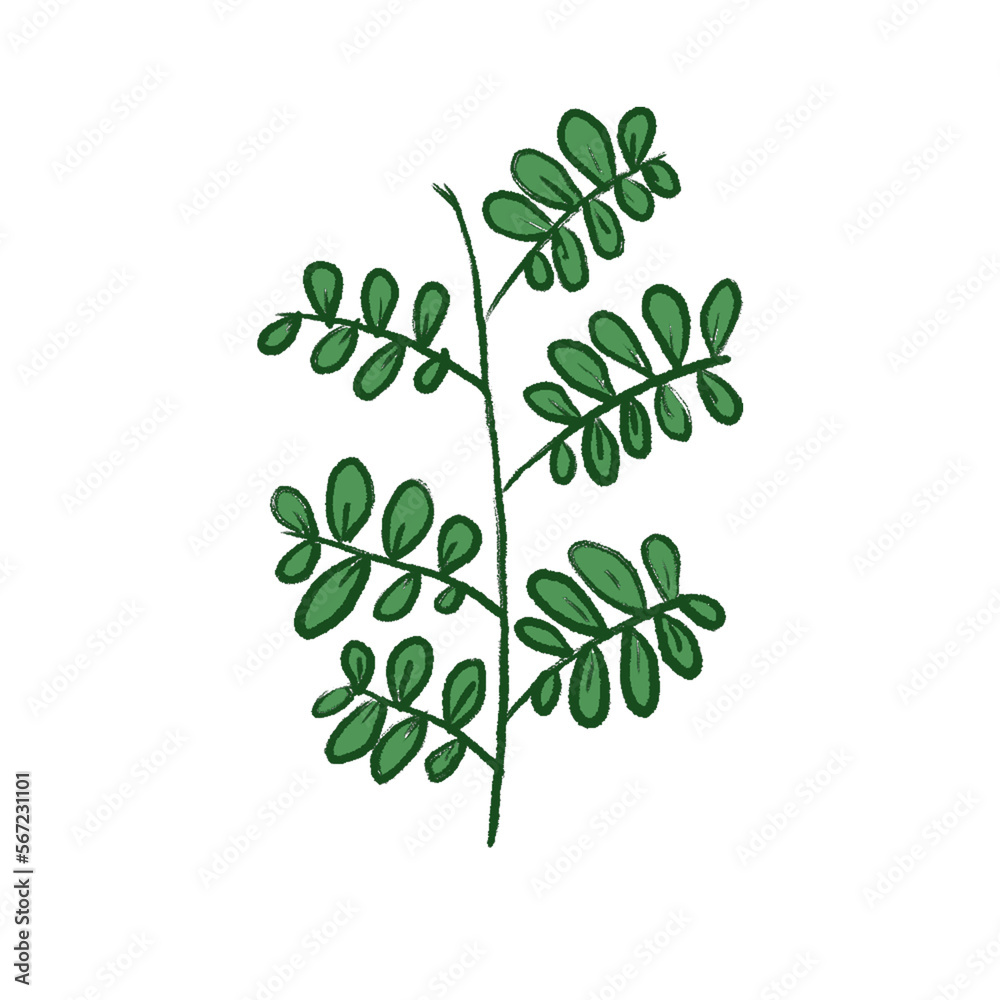 Green Leaf Illustration Green Leaf Illustration