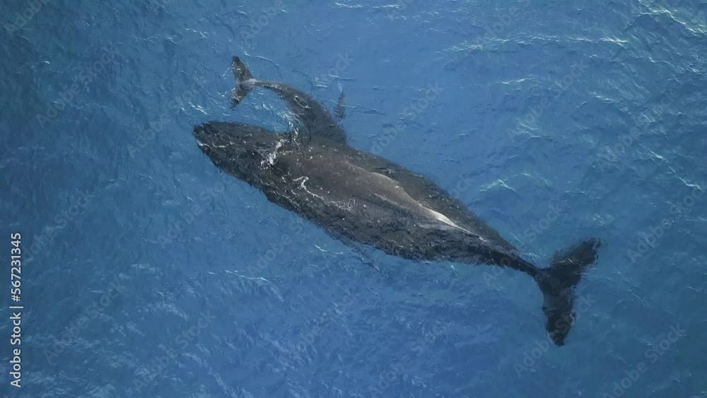 Whale (Eubalaena glacialis) mother and cub in Atlantic Ocean. North Atlantic smooth whale (Eubalaena glacialis) is rarest species of smooth whale family (Balaenidae). Top view shooting from a drone.