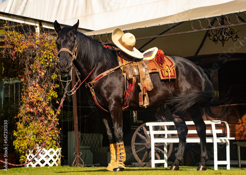 horse and rider, Charro