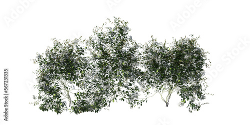 Clematis terniflora vines ivy render in daylight and cutout easy to use