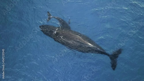 Whale (Eubalaena glacialis) mother and cub in Atlantic Ocean. North Atlantic smooth whale (Eubalaena glacialis) is rarest species of smooth whale family (Balaenidae). Top view shooting from a drone. photo