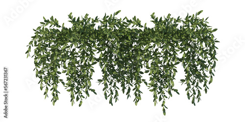 green grass isolated on white- vines light for daylight 3d render- cutout easy for use