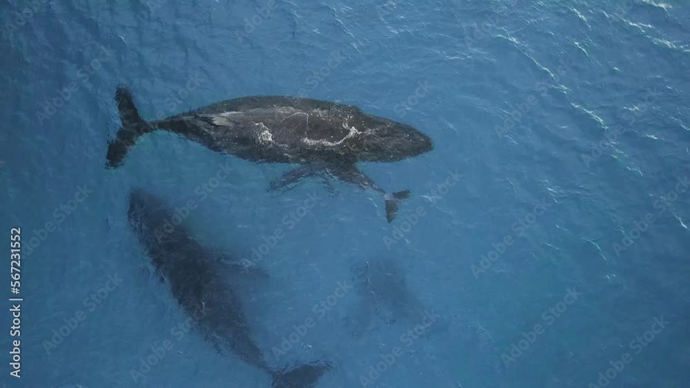 North Atlantic smooth whale is rarest species of smooth whale family (Balaenidae). Top view shooting from a drone. Watch an exclusive unique collection of video footage about whales. North Atlantic smooth whale is rarest species of smooth whale family (Balaenidae). Top view shooting from a drone. Watch an exclusive unique collection of video footage about whales.