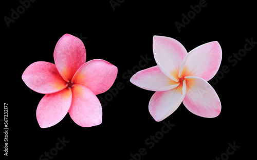 Plumeria or Frangipani or Temple tree flower. Collection of white-pink plumeria flowers bouquet isolated on black background.