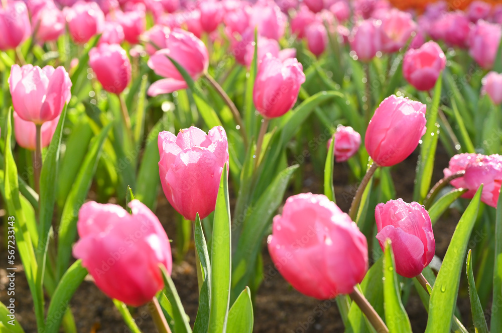 Fototapeta premium beautiful pink tulip in the garden, natural background
