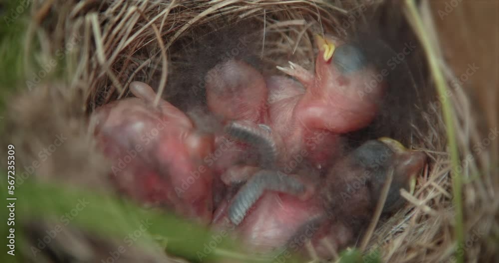 Looking into Nest of Sleeping Newborn Baby Chicks