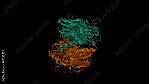 Structure of 6-aminohexanoate-oligomer hydrolase from Arthrobacter sp. KI72. Animated 3D cartoon and Gaussian surface models, chain id color scheme, PDB 5y0m, black background photo