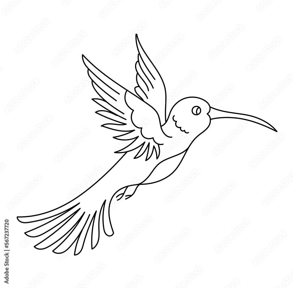 Fototapeta premium Hummingbird bird. Editable outline stroke. Vector line illustration.
