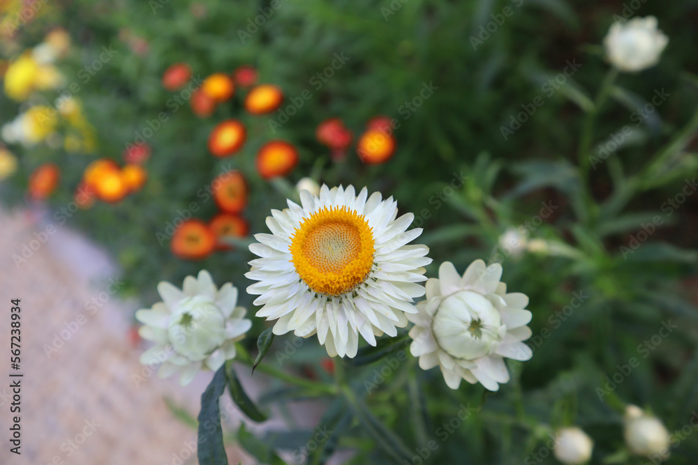 Obraz premium Beautiful white everlasting or straw flowers in the garden