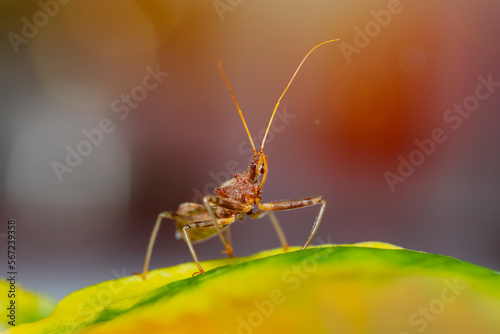 Cute ant on a leaf with blurred background. © IKT224