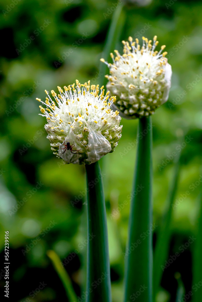 buds of flowering onions in the garden buds of flowering onions in the garden
