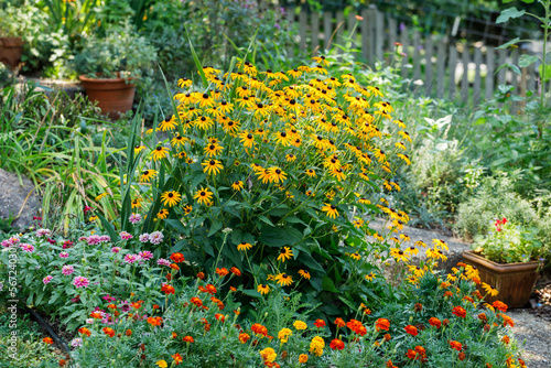Yellow rudbeckia flowers, 'Goldsturm' variety, in full bloom in a home garden surrounded by marigolds and zinnias photo