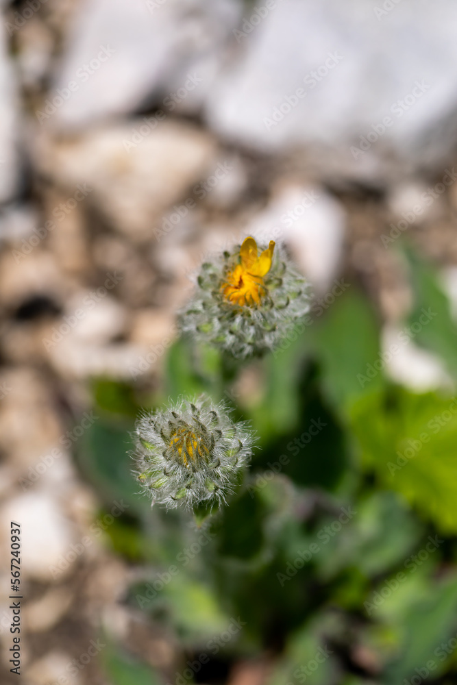 Obraz premium Hieracium villosum flower growing in mountains