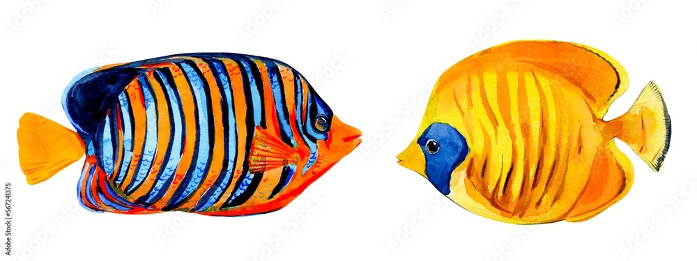 Fototapeta premium Tropical fish on a white background. Bright inhabitants of coral reefs. Chaetodon semilarvatus, Pygoplites diacanthus fish. Watercolor illustration for summer design.