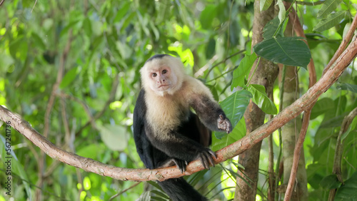 capuchin monkey sits on a liana vine at manuel antonio in costa rica © chris