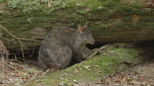 pademelon adult at mt field national park
