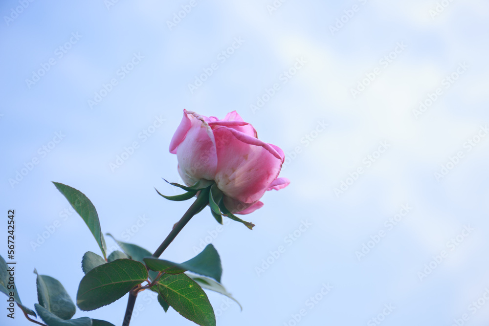 Roses come in a variety of colors, including red, white, yellow, pink, with green leaves and rose grips in the background. love concept on valentines day Roses come in a variety of colors, including red, white, yellow, pink, with green leaves and rose grips in the background. love concept on valentines day