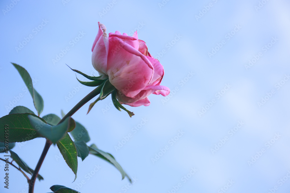 Obraz premium Roses come in a variety of colors, including red, white, yellow, pink, with green leaves and rose grips in the background. love concept on valentines day