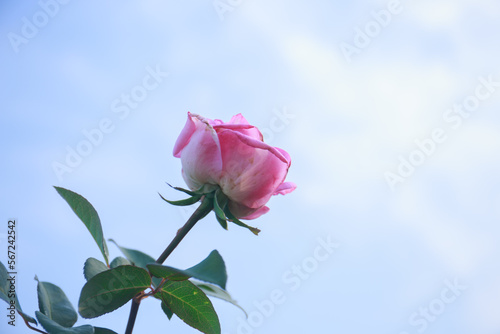 Roses come in a variety of colors, including red, white, yellow, pink, with green leaves and rose grips in the background. love concept on valentines day