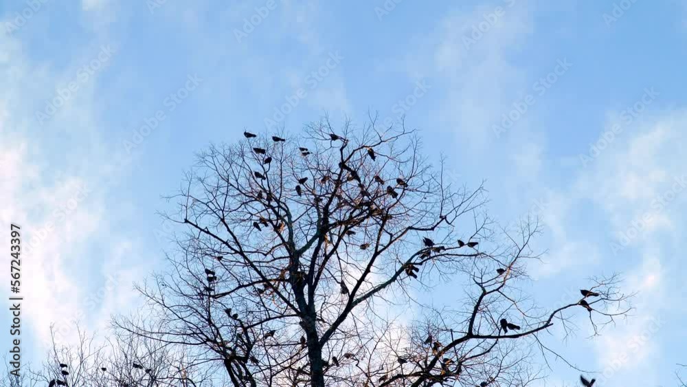 Flock Of Wild Birds Perching On Silhouetted Bald Tree Against Blue Sky. Low Angle Flock Of Wild Birds Perching On Silhouetted Bald Tree Against Blue Sky. Low Angle