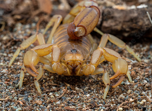 P1281214 close-up of a stripe-tailed scorpion, Paravaejovis spinigerus, cECP 2023