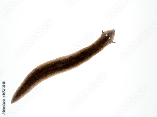 P1231179 black planarian flatworm, Girardia dorotocephala, isolated, cECP 2023