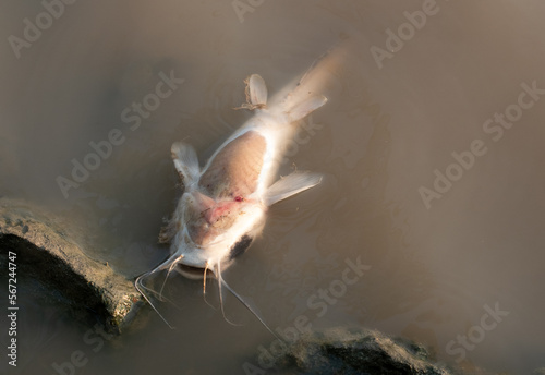 Water pollution concept,dead catfish in a pond
