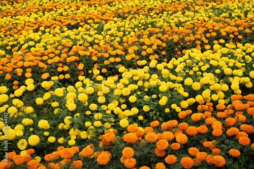 Yellow and orange marigolds flower in garden