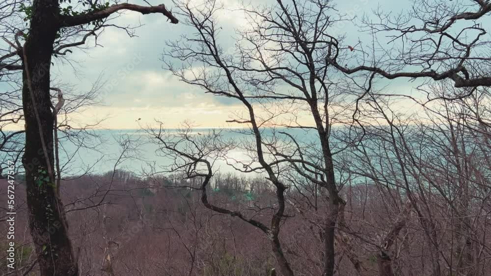 Panoramic view of the Black Sea coast from the mountain through the branches of a coniferous tree. View of the mountainous Black Sea coast through the green branches of pine trees. 4K Panoramic view of the Black Sea coast from the mountain through the branches of a coniferous tree. View of the mountainous Black Sea coast through the green branches of pine trees. 4K