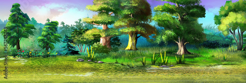 Deciduous forest in summer illustration