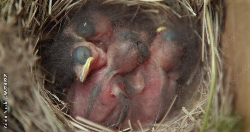 Pile of Newborn Baby Birds Sleeping in Nest Pile of Newborn Baby Birds Sleeping in Nest