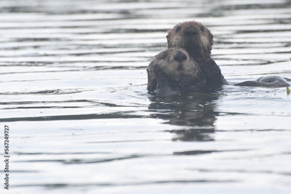 Fototapeta premium Otters