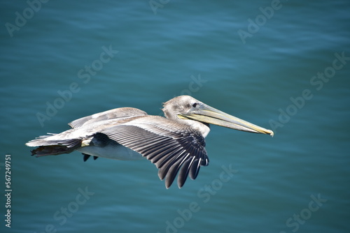Pelican in Flight © Angelica Glass