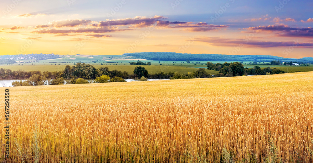 Yellow wheat field near the river and picturesque cloudy sky during sunset